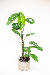 Rhaphidophora megasperma